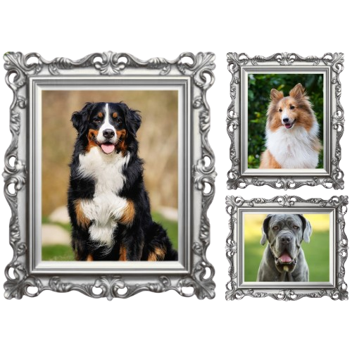 Pet Gallery